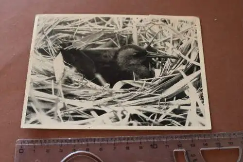 Tolle alte Karte  Brütende Wasserralle - Heimatkalender 1946 - Bodenreformmarke