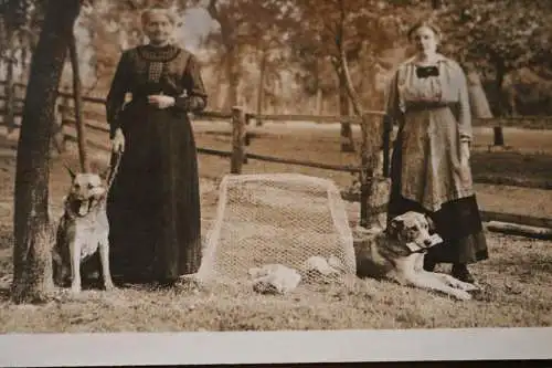 tolles altes Foto  Mutter Tochter mit ihren Hunden und Welpen 1910-20