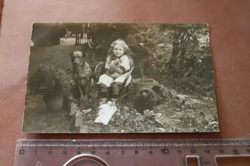 tolles altes Foto - kleines Mädchen mit Katze und zwei Hunden