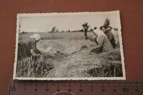 altes Foto - russische Frauen bei der Getreidernte 