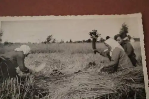 altes Foto - russische Frauen bei der Getreidernte