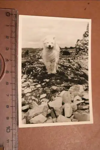 tolles altes Foto Hund an der Küste - wehendes Haar