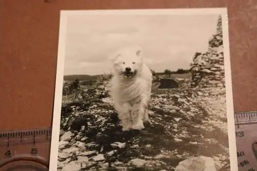 tolles altes Foto Hund an der Küste - wehendes Haar