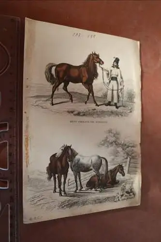 kolorierte Lithographie von Georg Friedrich Treitschke 1840 ??? Pferde 