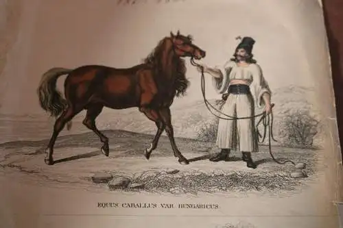 kolorierte Lithographie von Georg Friedrich Treitschke 1840 ??? Pferde 