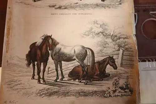 kolorierte Lithographie von Georg Friedrich Treitschke 1840 ??? Pferde