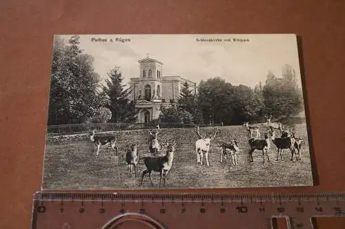 tolle alte Karte Putbus Rügen - Schlosskirche und Wildpark 1910-20 ??