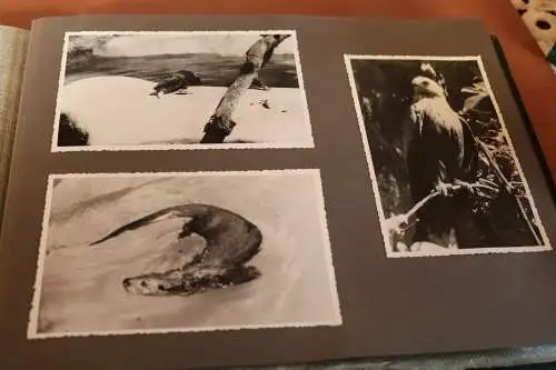 tolles altes Album 122 Fotos - viel Landschaft, Orte, Gebäude, Tiere 