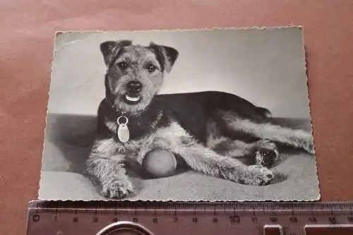 tolle alte Karte - Hund Terrier - 50-60er Jahre 