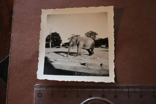 tolles altes Foto - Elefant im Zoo - Ort ???