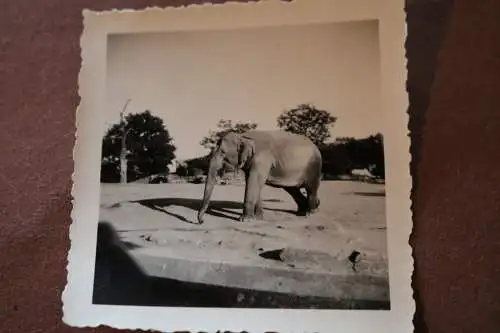 tolles altes Foto - Elefant im Zoo - Ort ???