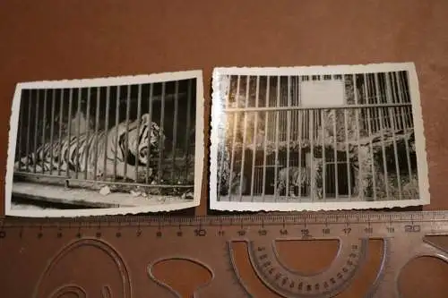 zwei alte Fotos - Tiger im Zoo -  Ort ??? 50-60er Jahre