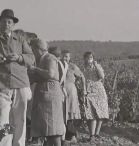 zwei tolle alte Negative Weinernte - Weintrauben-  30-50er Jahre ???