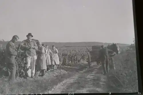 zwei tolle alte Negative Weinernte - Weintrauben-  30-50er Jahre ???