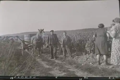 zwei tolle alte Negative Weinernte - Weintrauben-  30-50er Jahre ???