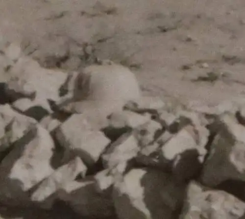 altes Foto - einsames Grab einen deutsche Gefreiten in Afrika - DAK 1942