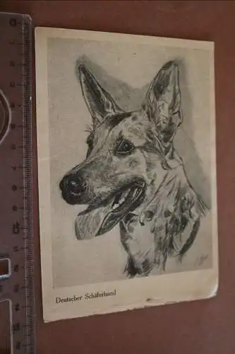 tolle alte Karte  Handzeichnung Druck - Deutscher Schäferhund 1951