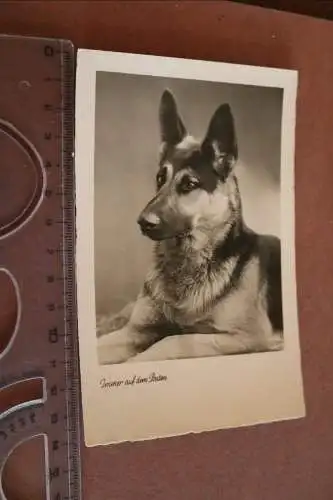 tolle alte Fotokarte - Portrait deutscher Schäferhund - 30-50er Jahre ?