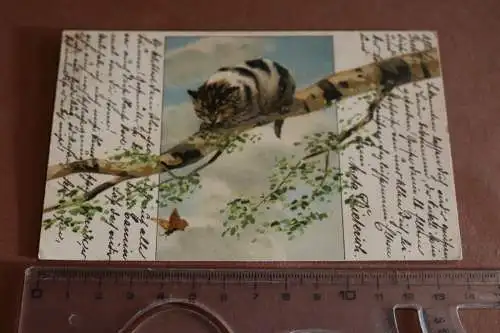 tolle alte Karte Künstlerkarte ?? Katze auf Baum beobachtet Schmetterling 1907