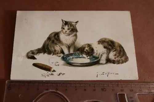 tolle alte Karte Künstlerkarte Le Roy ?? zwei Katzen trinken MIlch 1908