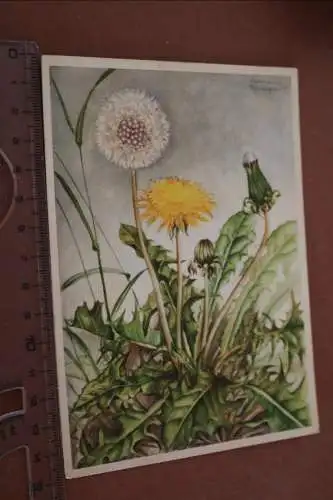 tolle alte Künstlerkarte  Pflanze Löwenzahn - Marianne Schneegans
