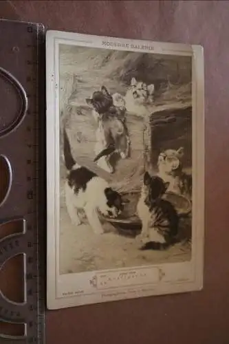 tolles altes Kabinettfoto - Kauffoto Kätzchen - Kraftprobe - Julius Adam