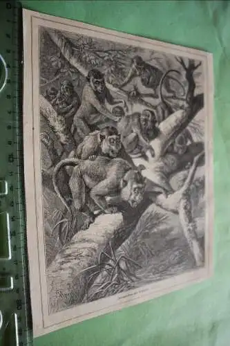 alter Ausschnitt - Szene  Javaneraffen und Krokdile    1890