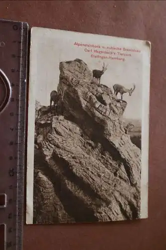tolle alte Karte  Carl Hagenbeck´s Tierpark - Alpensteinbock u. nubische 1918