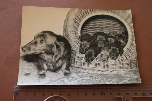tolle alte Karte - Hunde - Dackel Mutter mit Welpen 60-70er Jahre 
