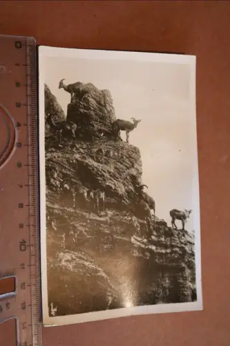 tolle alte Karte - Mähnenschafe  Carl Hagenbeck´s Tierpark - 30-50er Jahre ?