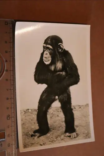 tolle alte Karte -Schimpanse Carl Hagenbeck´s Tierpark - 30-50er Jahre ?