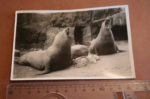 tolle alte Karte - Brüllende See-Elefanten Carl Hagenbeck´s Tierpark 30-50er Ja 
