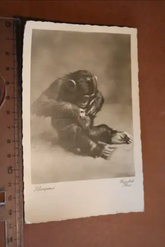 tolle alte Karte - Affe Schimpanse Carl Hagenbeck´s Tierpark - 30-50er Jahre ?