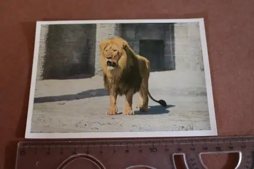 tolle alte Karte - Tierpark Hellabrunn - Mähnenlöwe - 50-60er Jahre ?