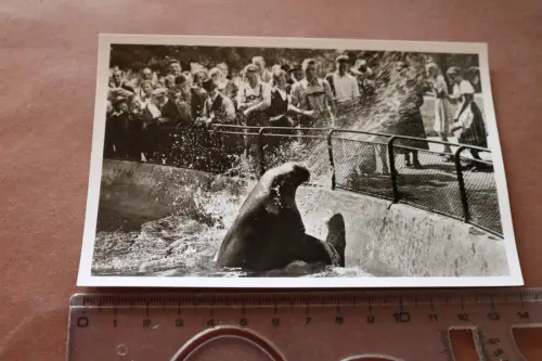 tolle alte Karte - Walroß Mimi  - Münchener Tierpark Hellabrunn - 60-70er Jahre 