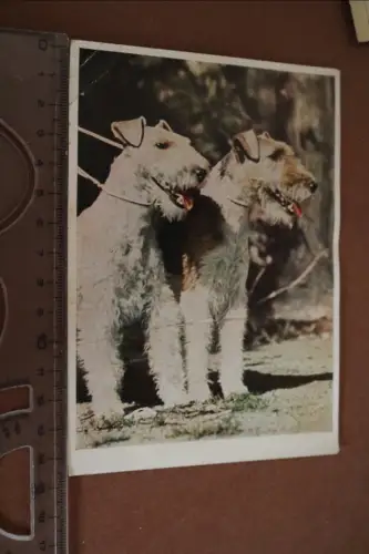 tolle alte Karte - zwei Hunde - Terrier - 1954