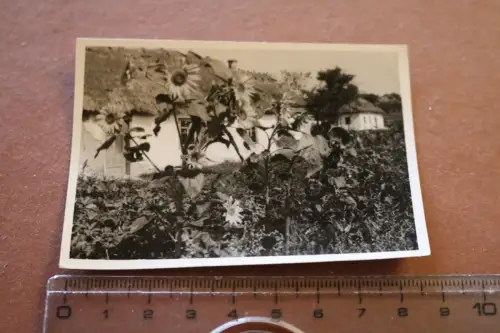 altes Foto - Gebäude - Sonnenblumen - Russland ???