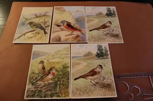 fünf tolle alte Karten - Vögelmotive von R. Schulz - Künstlerkarten