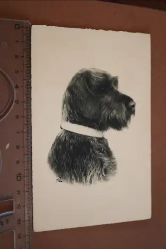 tolle alte  Künstlerkarte - Hundekopf Portrait - Deutscher Drahthaar ? 1910-20 ?