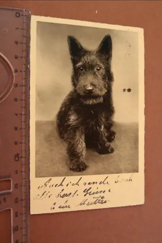 tolle alte Fotokarte Portrait Scottish Terrier 1936