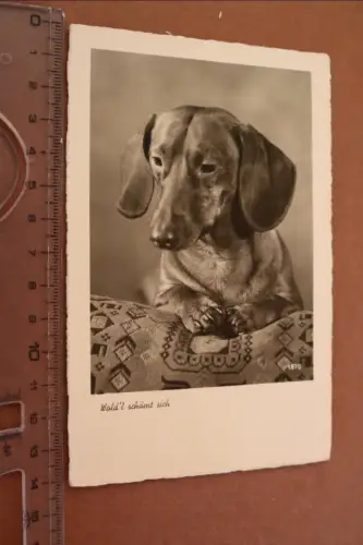 tolle alte Fotokarte Portrait Dackel - Wad´l schämt sich 1939