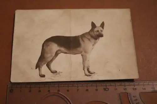 tolles altes Foto - Portrait Deutscher Schäferhund 1910-20 ?