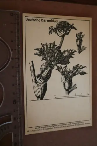 tolle alte Künstlerkarte Deutsche Bärenklau - Gemüsepflanze - Aachen Kriegerheim