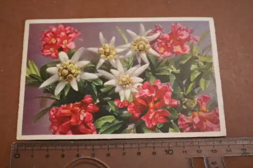 tolle alte Karte - Edelsweiss und Alpenrosen - 1941 als Feldpost gelaufen 
