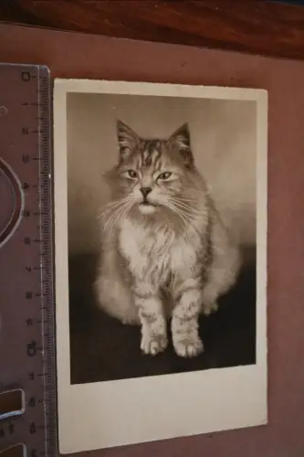 tolle alte Fotokarte - Portrait einer Katze - Rasse ?? 20-30er Jahre 