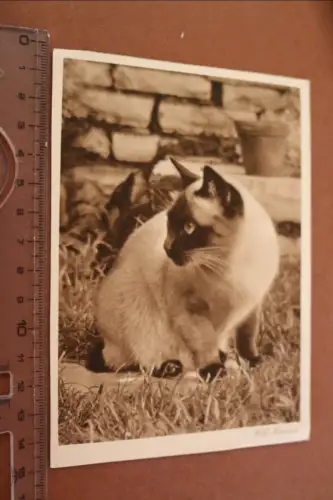tolle alte Fotokarte Portrait Katze - Rolf Herrlich 1942
