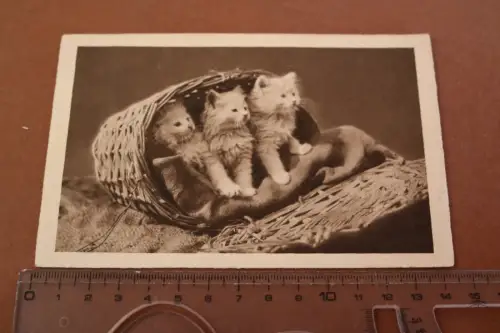 tolle alte Fotokarte Portrait  drei Kätzchen im Korb  1931