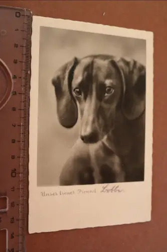 tolle alte Fotokarte Portrait Dackel - Unser treuer Fraund 1939