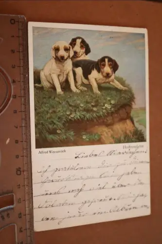tolle alte  Künstlerkarte - Hundewelpen - Hochtouristen - A. Weczerzick 1918