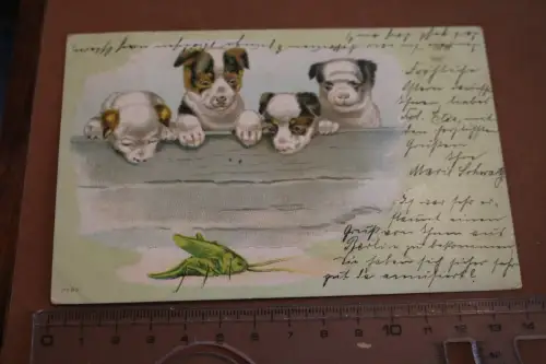 tolle alte  Künstlerkarte - Hundewelpen schauen auf einen Grashüpfer 1904